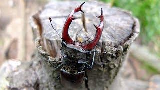 Lucanus cervus - Stag Beetle  Hirschkäfer