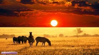 African Music  African Savannah  Relax Study & Ambience