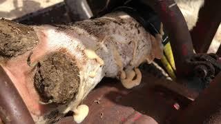 A CYST on a cow’s leg BURSTS