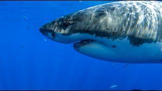 8 Hours - Great White Sharks & Relaxing Music - 4K  Great Escapes