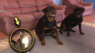 The Owner is Teaching the Dogs a New Command but Look What the Cat is Doing in the Meantime