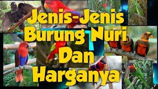 The Bird  Harga Burung Nuri berbagai jenis