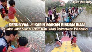 HEALING SERUU‼️Kasih Makan Ribuan Ikan Nila di Kolam Komplek Perkantoran Pangkalan Kerinci Dailyvlog