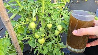Пару ложек и ОГУРЦОВ томатов нарастает тонна огурцы обильно заплодоносят не будут болеть