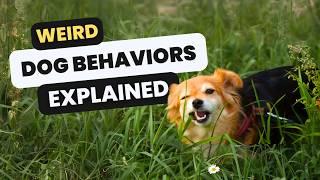 Why Do Dogs Eat Grass? 10 Weird Dog Behaviors Explained