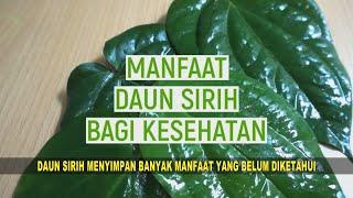 Daun Sirih Menyimpan Banyak Manfaat yang Belum Di Ketahui C&R TV