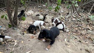 Çalılıkta Büyüyen Yavru Köpekler Annesinin Peşinden Gelmeye Çalışıyor