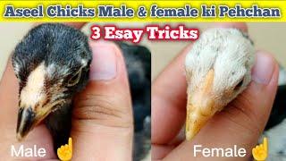 Aseel Chicks Male And Female ki Pehchan  how to identify male and female?