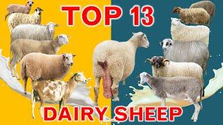 Top 13 Dairy Sheep Breeds in The World with Sales Revenue per Lactation