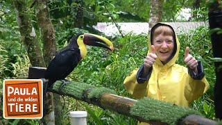 Die bunten Vögel Costa Ricas   Reportage für Kinder  Paula und die wilden Tiere