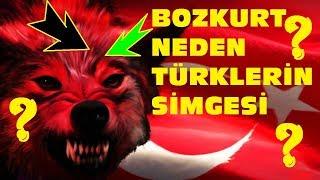 BOZKURT NEDEN TÜRKLERİN SİMGESİDİR? İŞTE CEVABI  TÜRK TARİHİ GÖKBÖRÜ