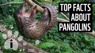 Top facts about pangolins  WWF