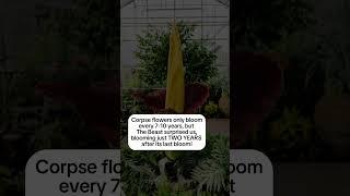 Meet The Beast GVSUs corpse flower