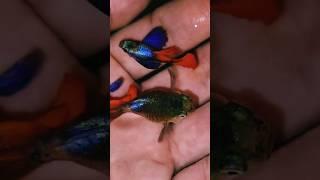 Dumbo red tail short guppy #xuhuong #guppy #bettafish #shorts