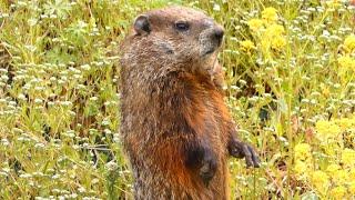 Groundhog coming out of hole  burrow standing up running eating