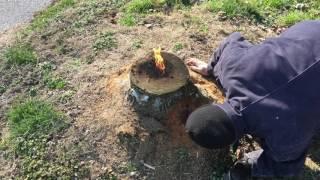 The most amazing way to remove a stump E16