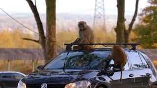  Baboons Gone Wild   Secret Life of the Safari Park  Channel 4