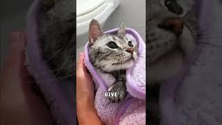 How To Calm Cats For Baths