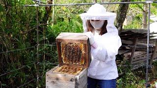 10kg honey harvest only once a year. Japanese honeybeesApis cerana japonica