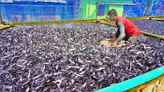 Hybrid Magur Fish Farming Business  Million Of Hybrid Magur Eating Food in Tank  Fish Farm in Asia
