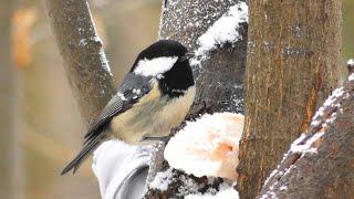 Московка   Periparus ater 