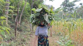 A MOTHERS STRUGGLE CONTINUES  FULL OF TEARS  VILLAGE WIDOW LIVES A SIMPLE LIFE  YOUNG WIDOW