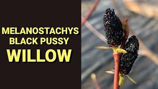 Melanostachys Black Pussy Willow