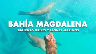 CONVIVIMOS CON BALLENAS GRISES Y NADAMOS CON LOBOS MARINOS EN BAHÍA MAGDALENA B.C.S.