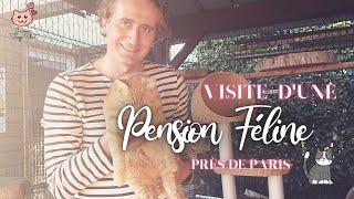 Pension Féline Chat lHeureux - visite guidée