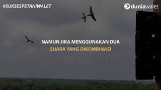 TRIK KOMBINASI SUARA WALET PANGGIL