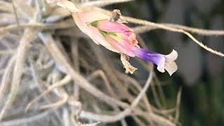 #tillandsia Тілландсія chusgonensis