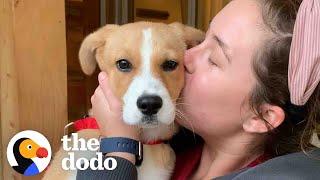 Puppy Who Couldn’t Stop Crying At The Shelter Is So Happy In Her Forever Home  The Dodo