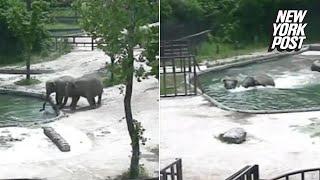 Elephants save baby elephant from drowning in zoo pool  New York Post