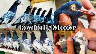 Royal Teddy Kabootar Breeding Setup  Super Quality Of Royal Teddy Pigeons  Original Royal Teddy