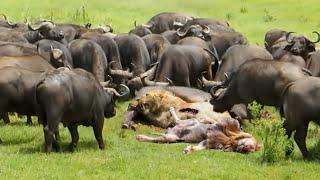 100 Buffalo vs Lion - Mad Buffalo herd killed the Lion  Leopard Lion hunts Wildebeest but failed