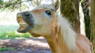 10 Minutes of HILARIOUS Horses  Best Video