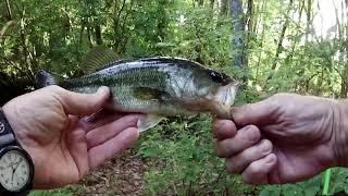 Nice little SPOTTED BASS on the 4th of JULY