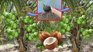 Skill Propagation Coconut Fruit Make a lot of Coconut Fruit-how to graft Coconut