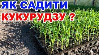 Сама смачна кукурудза та схема посадки