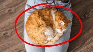 DO THIS and Your Cat Will Start Loving Sitting on Your Lap