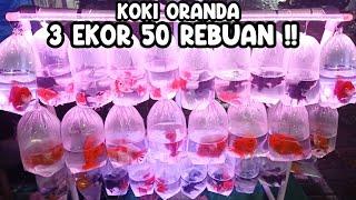 KOKI ORANDA 3 EKOR 50 REBUAN‼️PASAR IKAN HIAS JATINEGARA‼️