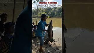 Pamerin teman mancing dengan ikan besar biar pada gagal fokus #Toman #giantsnakeheadfishing