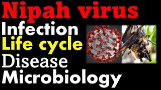 Nipah virus infection symptoms and life cycle