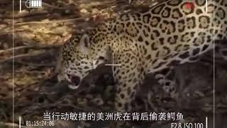 In the hunting moment of 4 animals the jaguar can kill the crocodile in seconds 2021