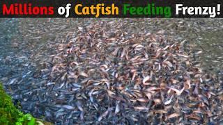 Millions of Catfish Feeding Frenzy in Pond - Amazing Fish Feeding