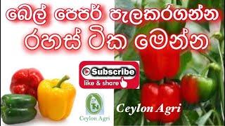 How to Grow Bell Peppers from Seed බෙල් පෙපර් පැලකර ගන්න රහස් ටික මෙන්න  Ceylon Agri  Episode 11