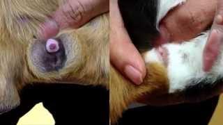How to sex guinea pigs  Male vs Female difference - New Farm Vet
