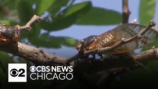 Cicadas pee from trees. And they urinate a lot new study finds.