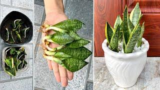 With just one leaf you can create many new snake plants in this way