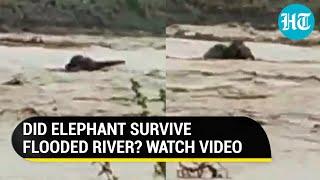 Nainital Elephant almost drowns as it is swept away by flooded river. Watch what happened next